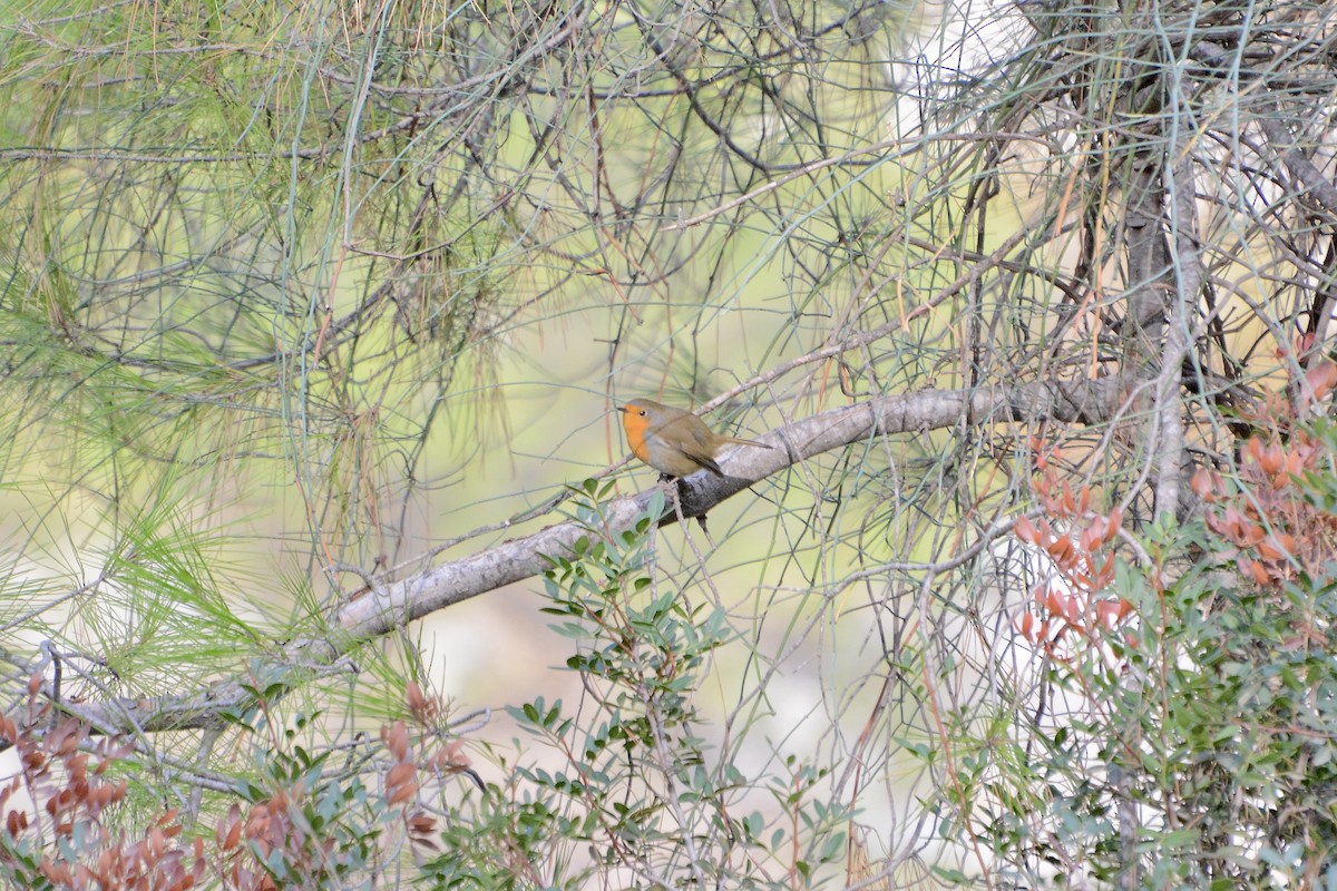 European Robin - ML508067431