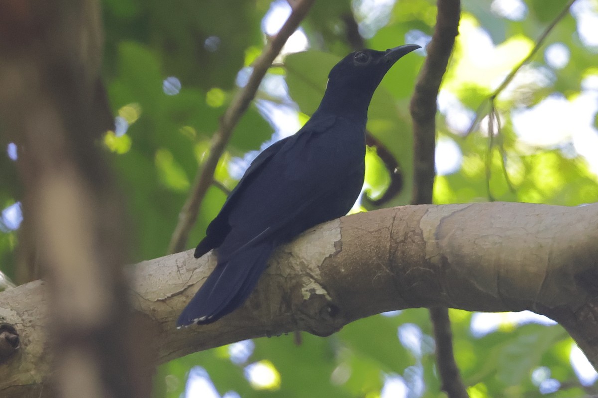 White-crowned Cuckoo - ML508068181