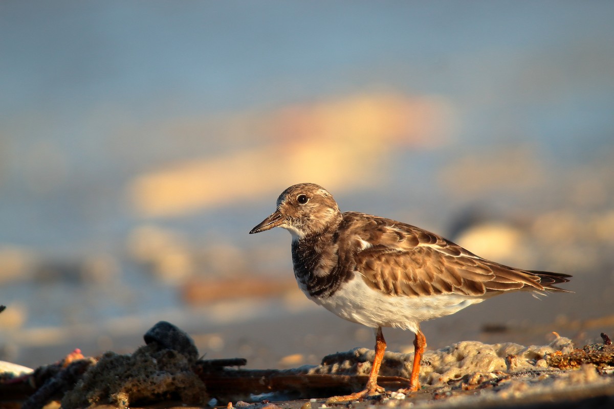 キョウジョシギ - ML508068311