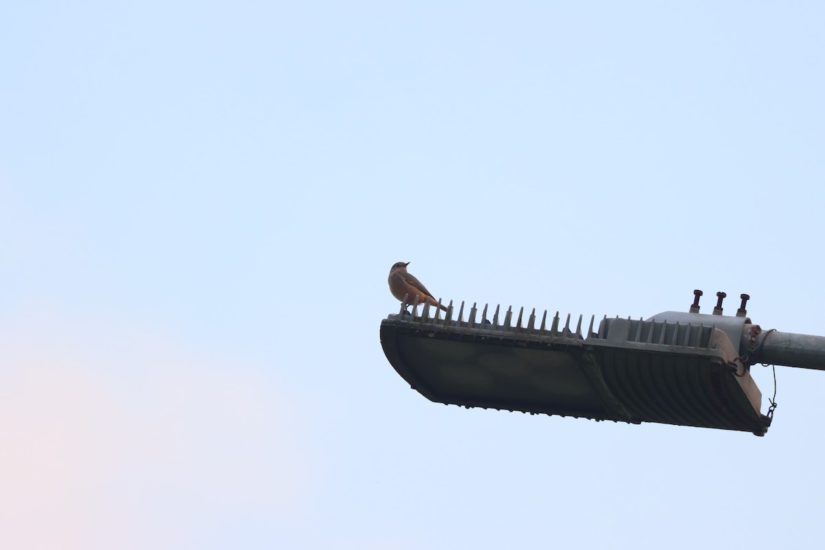 Мойлон гал сүүлт - ML508068461