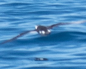 Little Shearwater - ML508069621