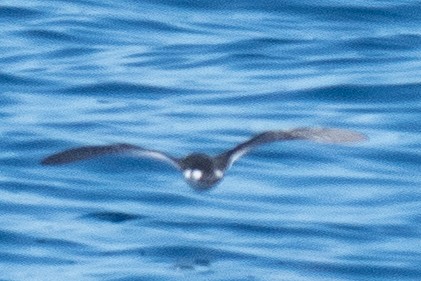 Little Shearwater - ML508069631