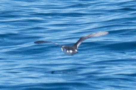 Little Shearwater - ML508069641