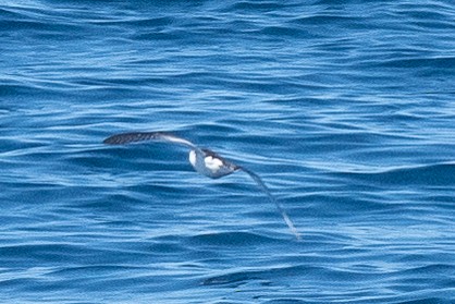 Little Shearwater - ML508069651