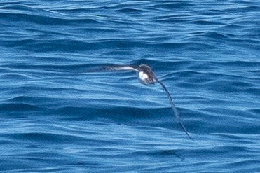 Little Shearwater - ML508069661