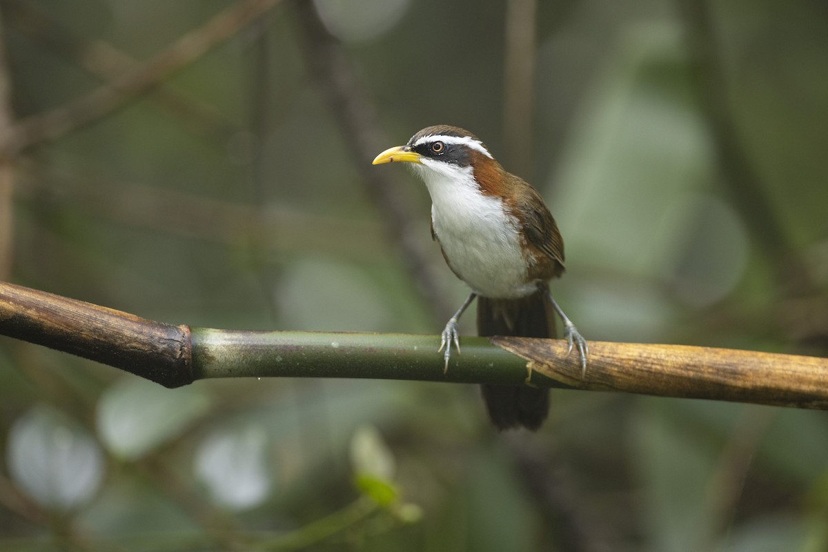 White-browed Scimitar-Babbler - Jan-Peter  Kelder