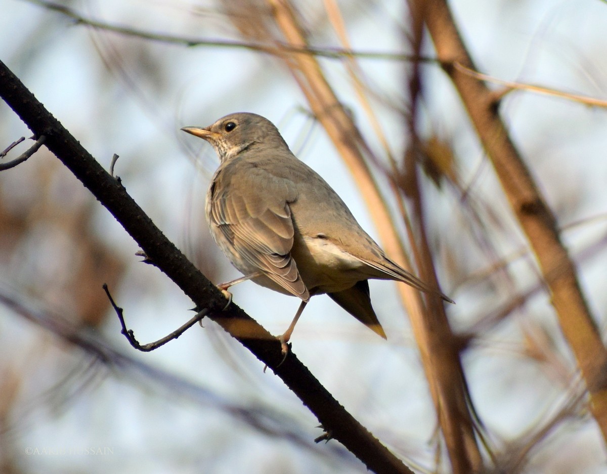 Black-throated Thrush - ML508069981