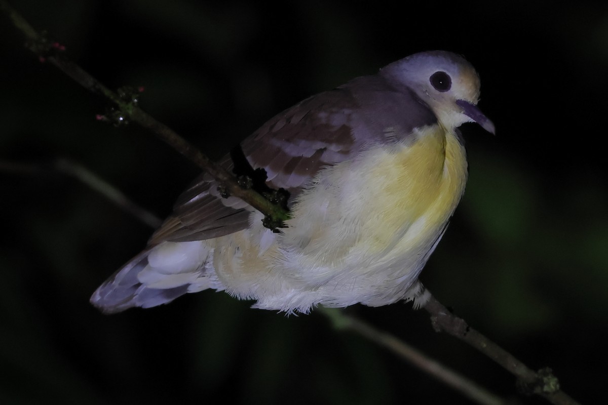 Cinnamon Ground Dove - ML508071091