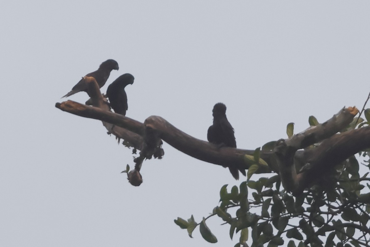 Black Lory - Fabio Olmos