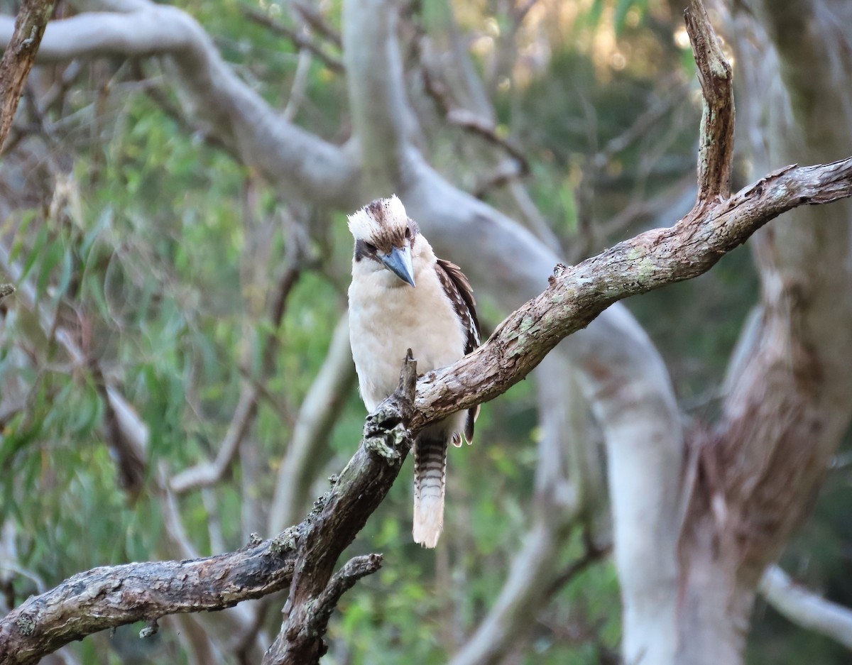 Laughing Kookaburra - ML508073731