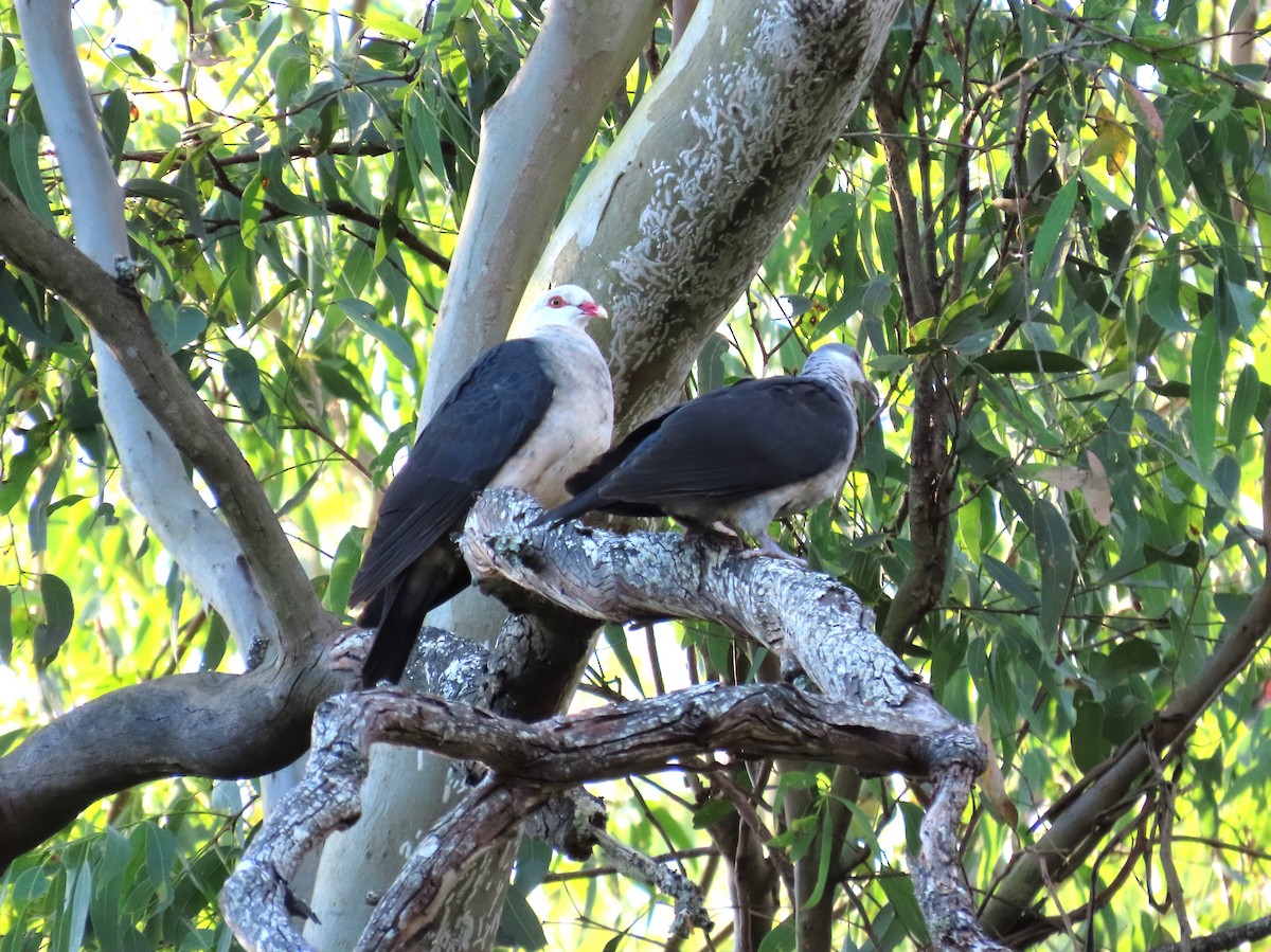 White-headed Pigeon - ML508073811