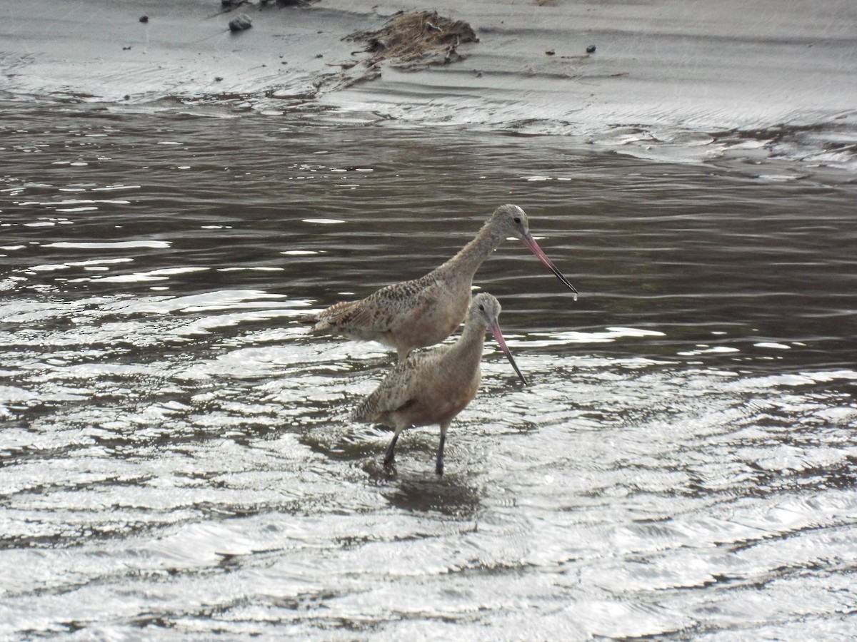 Marbled Godwit - Abraham Elías Quinto Cuéllar