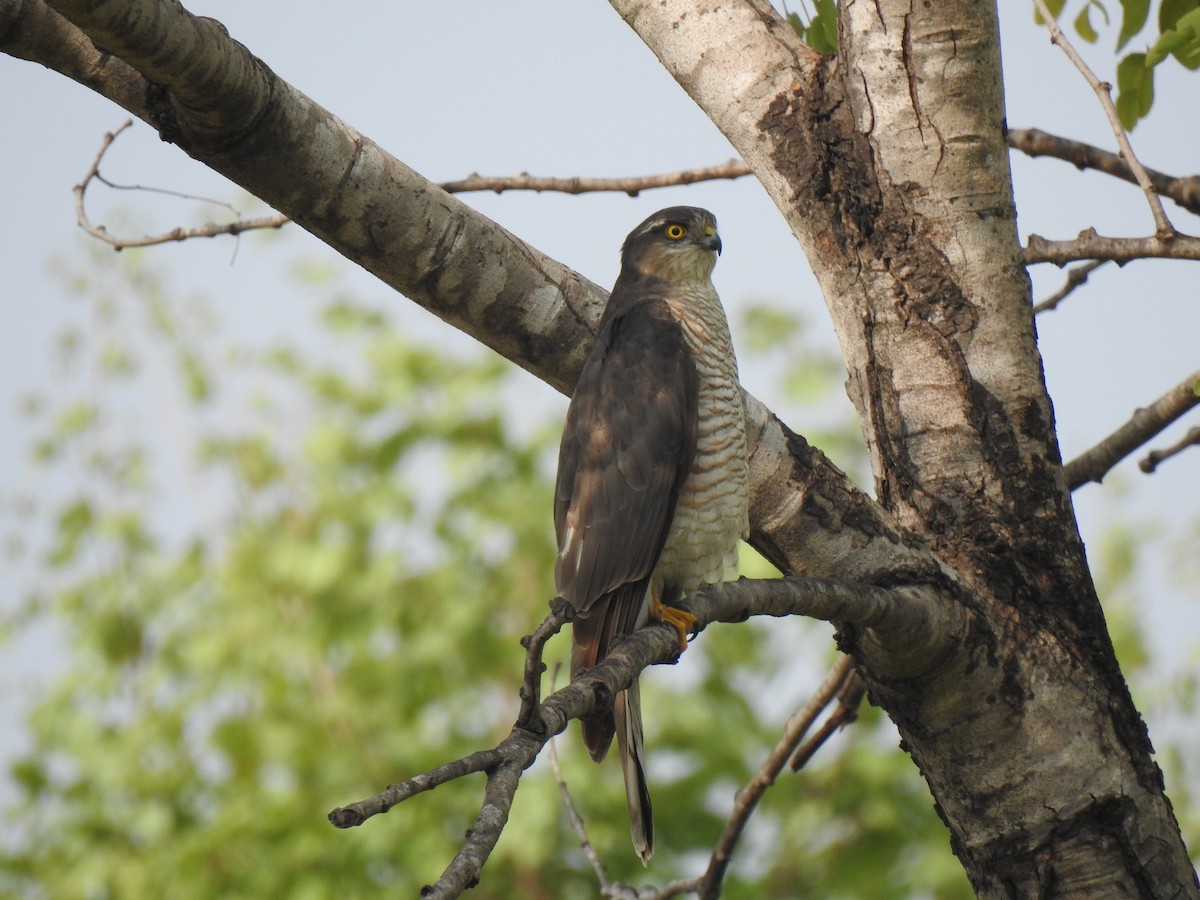 Eurasian Sparrowhawk - Sivakumar Ramasamy