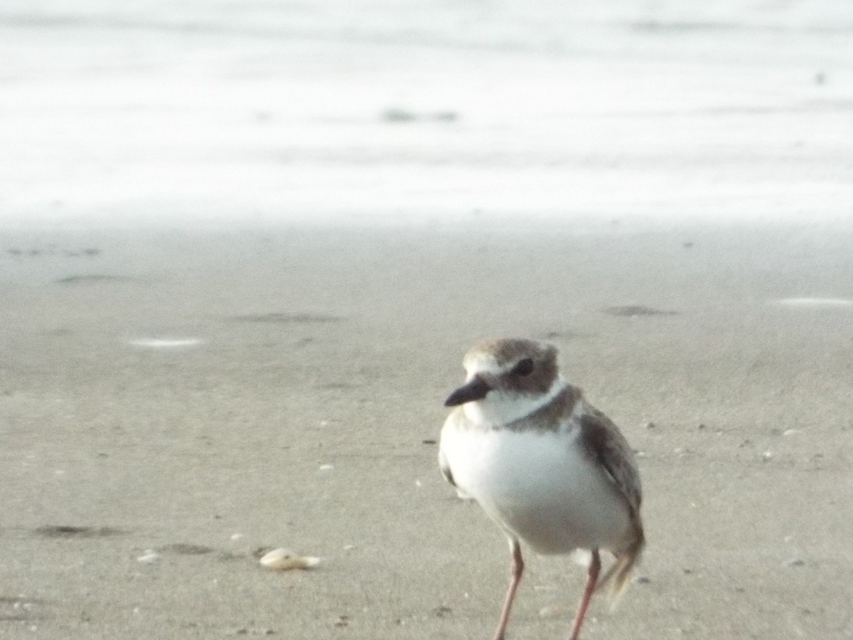 Wilson's Plover - ML508075501