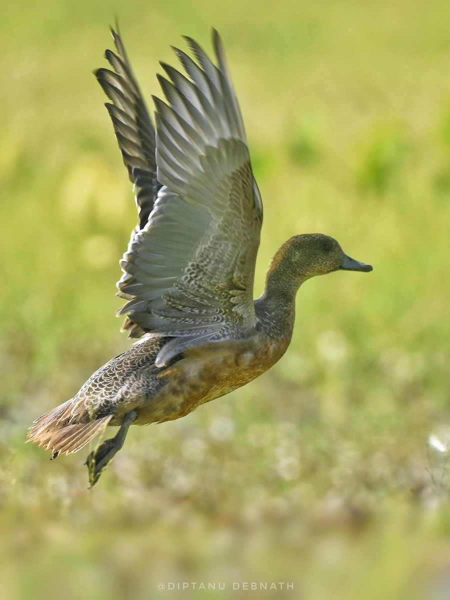 Eurasian Wigeon - ML508075601