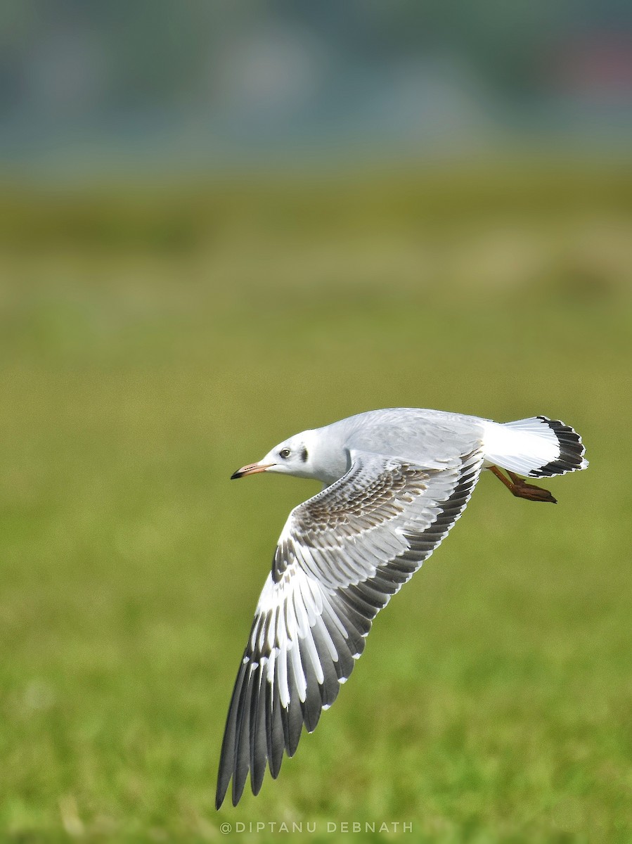 Brown-headed Gull - ML508075611