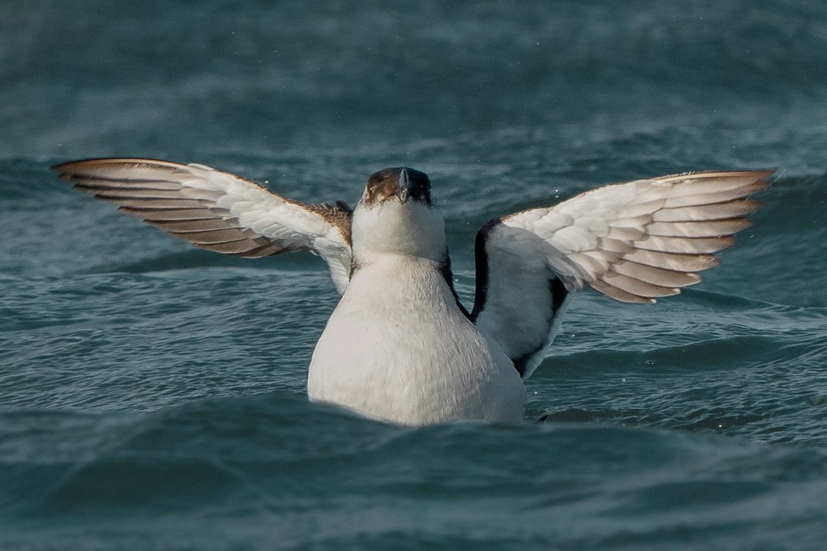 Razorbill - ML508078221