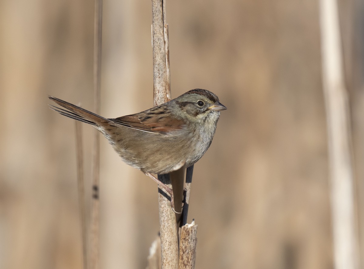 Swamp Sparrow - Ronnie d'Entremont