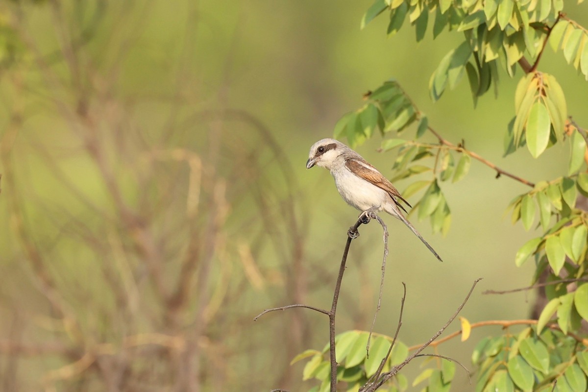 Souza's Shrike - Chris Wiley