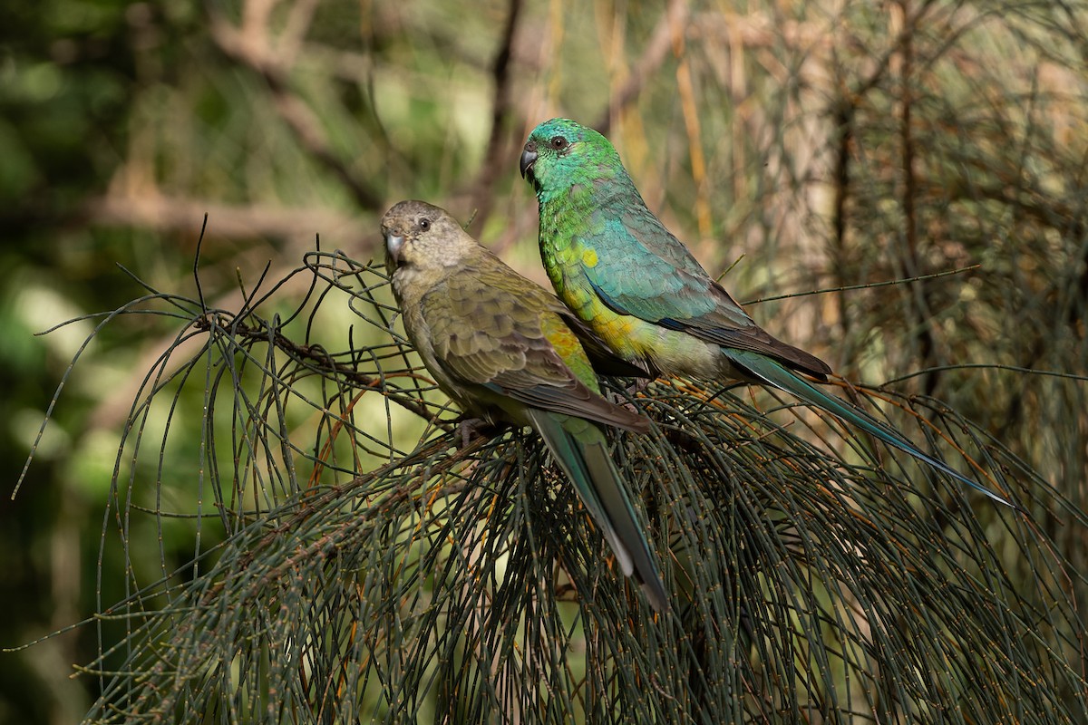 Red-rumped Parrot - ML508078371
