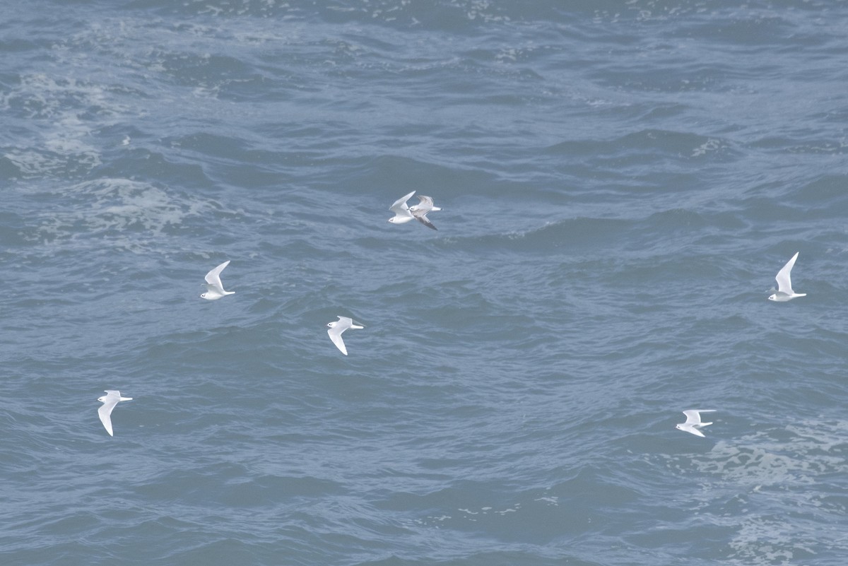 Gaviota Cabecinegra - ML508079851