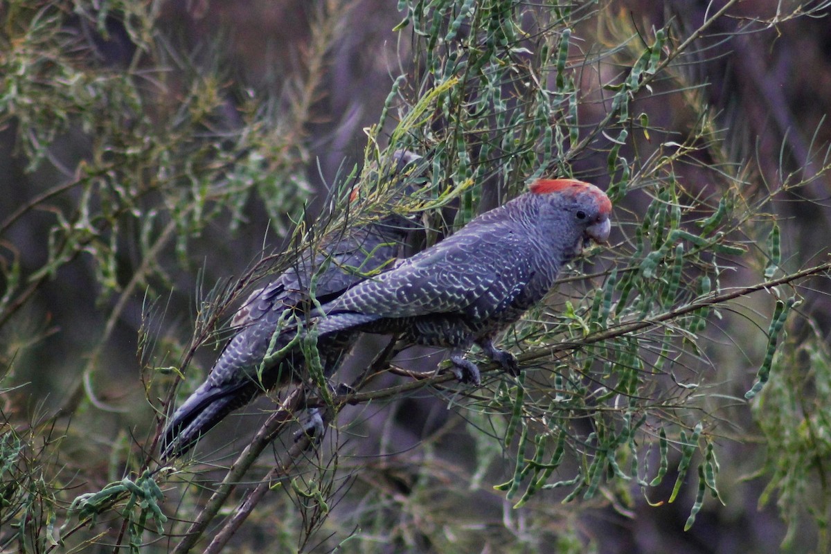 Gang-gang Cockatoo - ML508079931