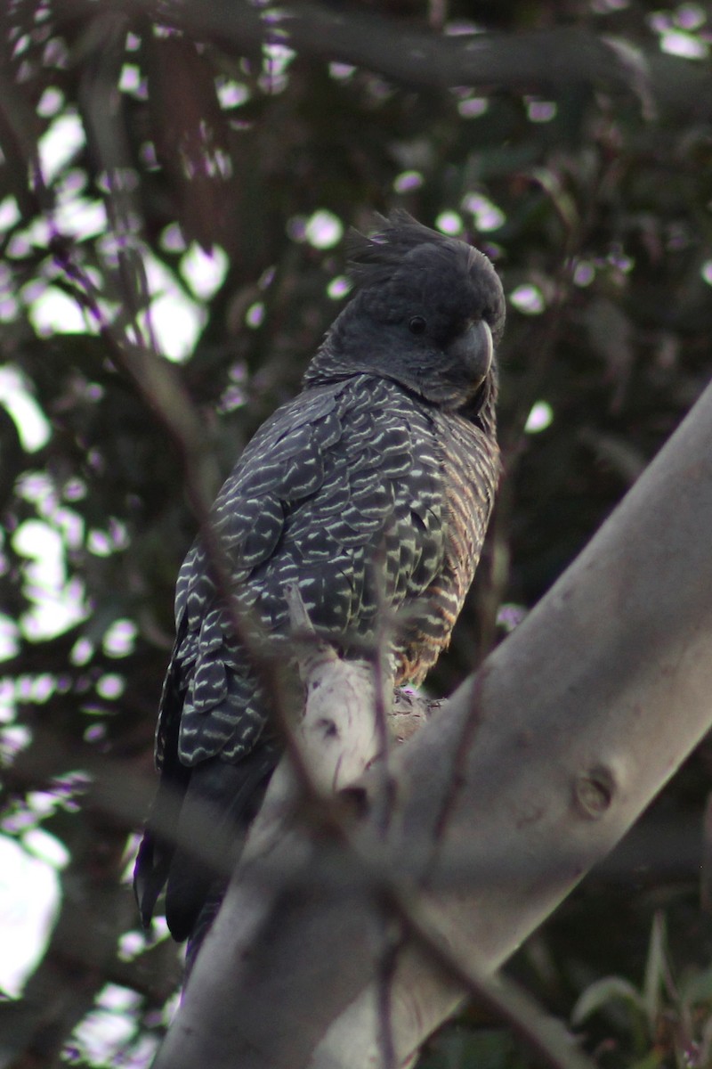 Gang-gang Cockatoo - ML508079961