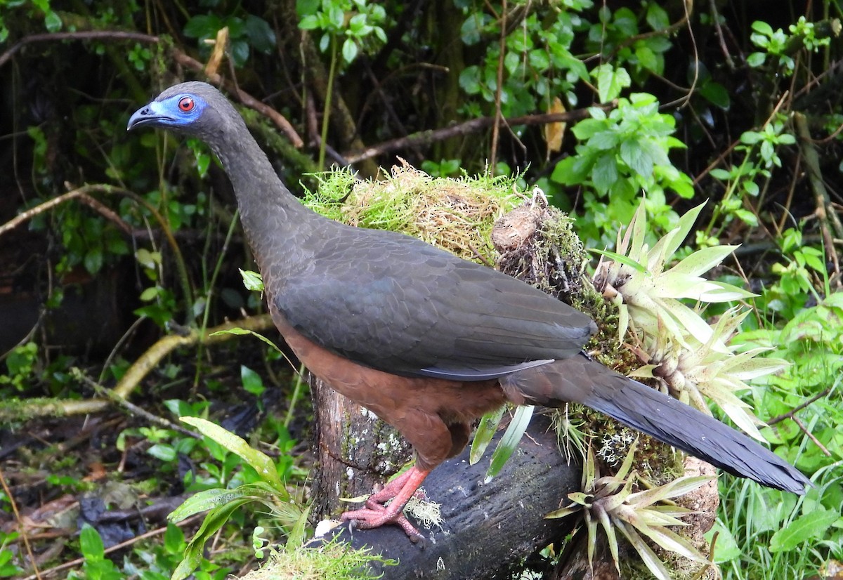 Sickle-winged Guan - ML508080111