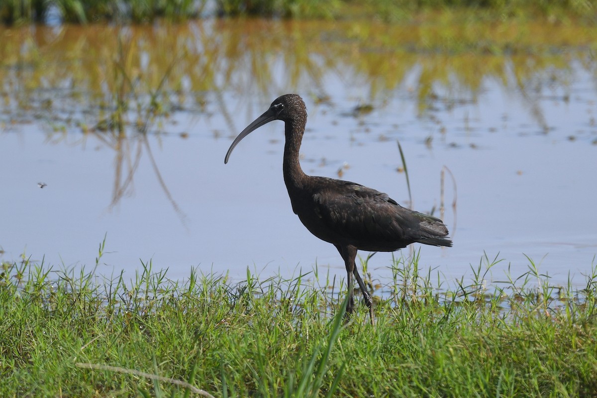 Glossy Ibis - Harn Sheng Khor