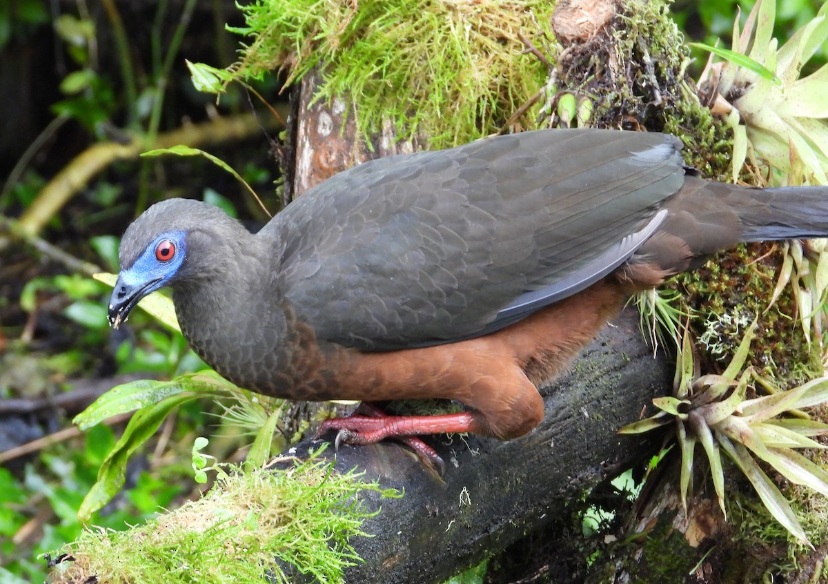 Sickle-winged Guan - ML508080181