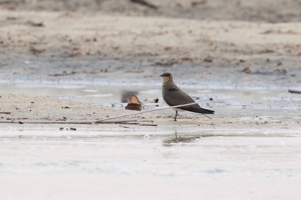 Collared Pratincole - Chris Wiley
