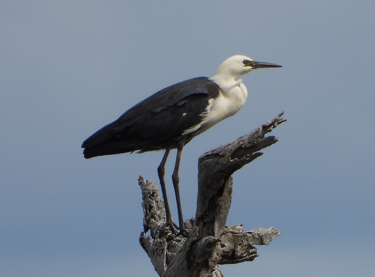 Pacific Heron - ML508081901