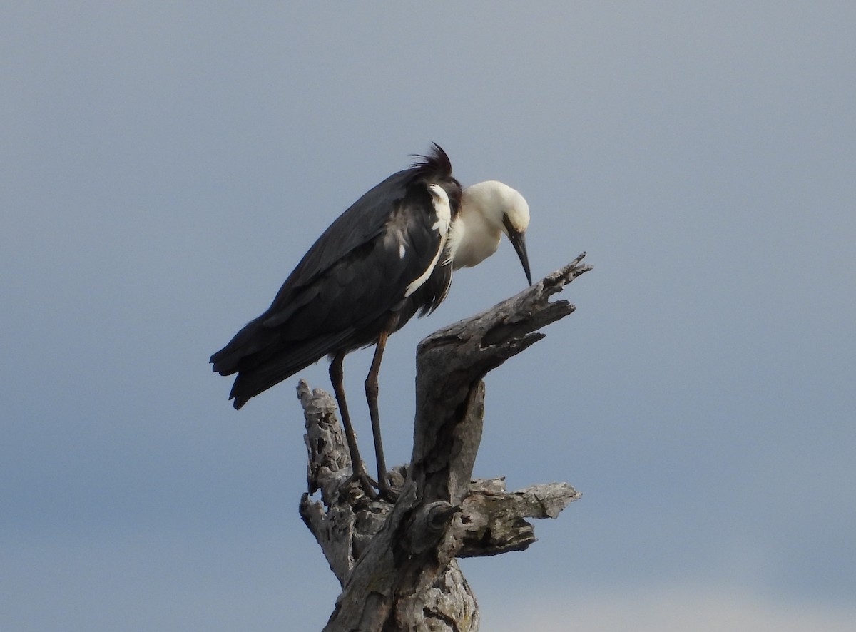 Pacific Heron - ML508081951