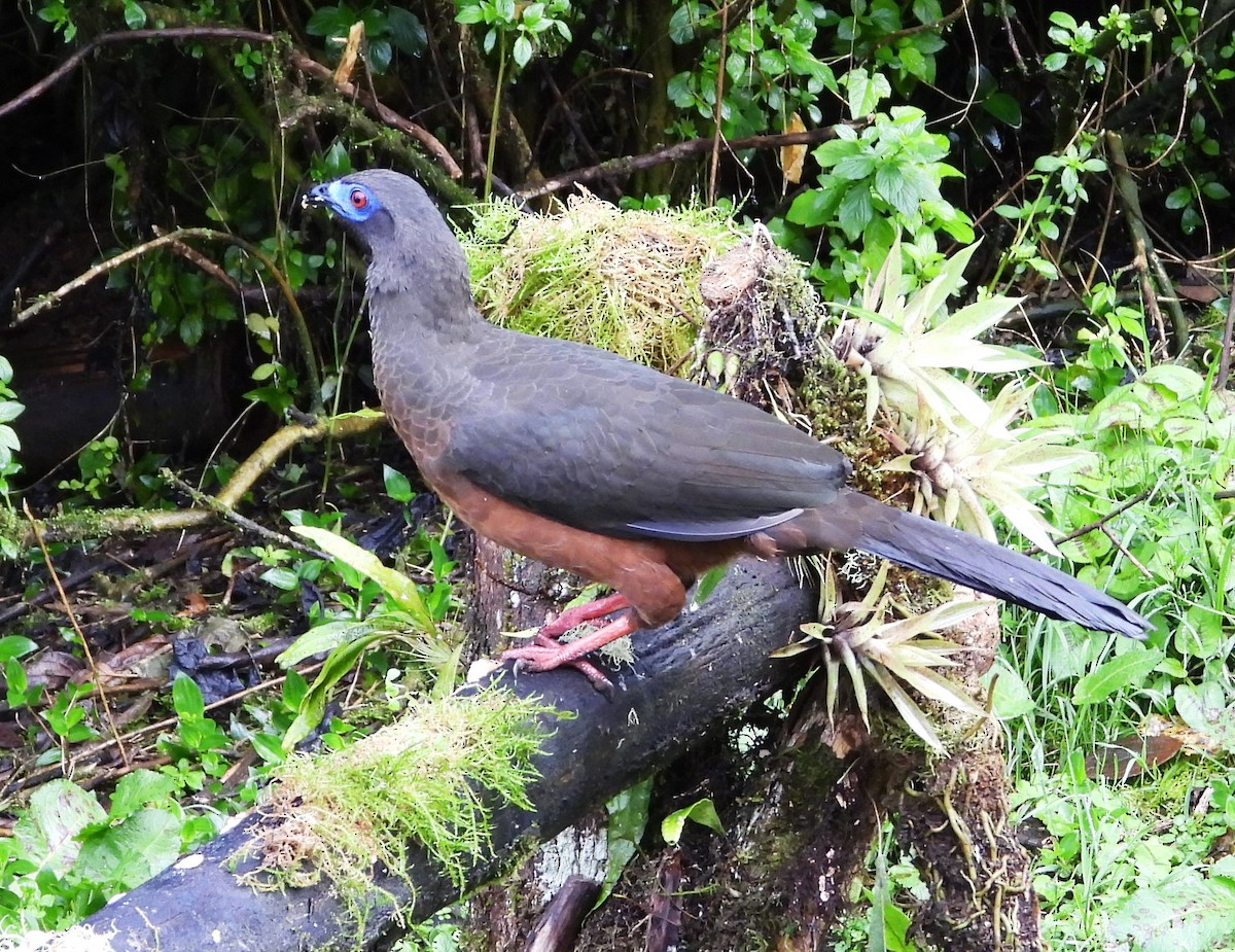 Sickle-winged Guan - ML508081961