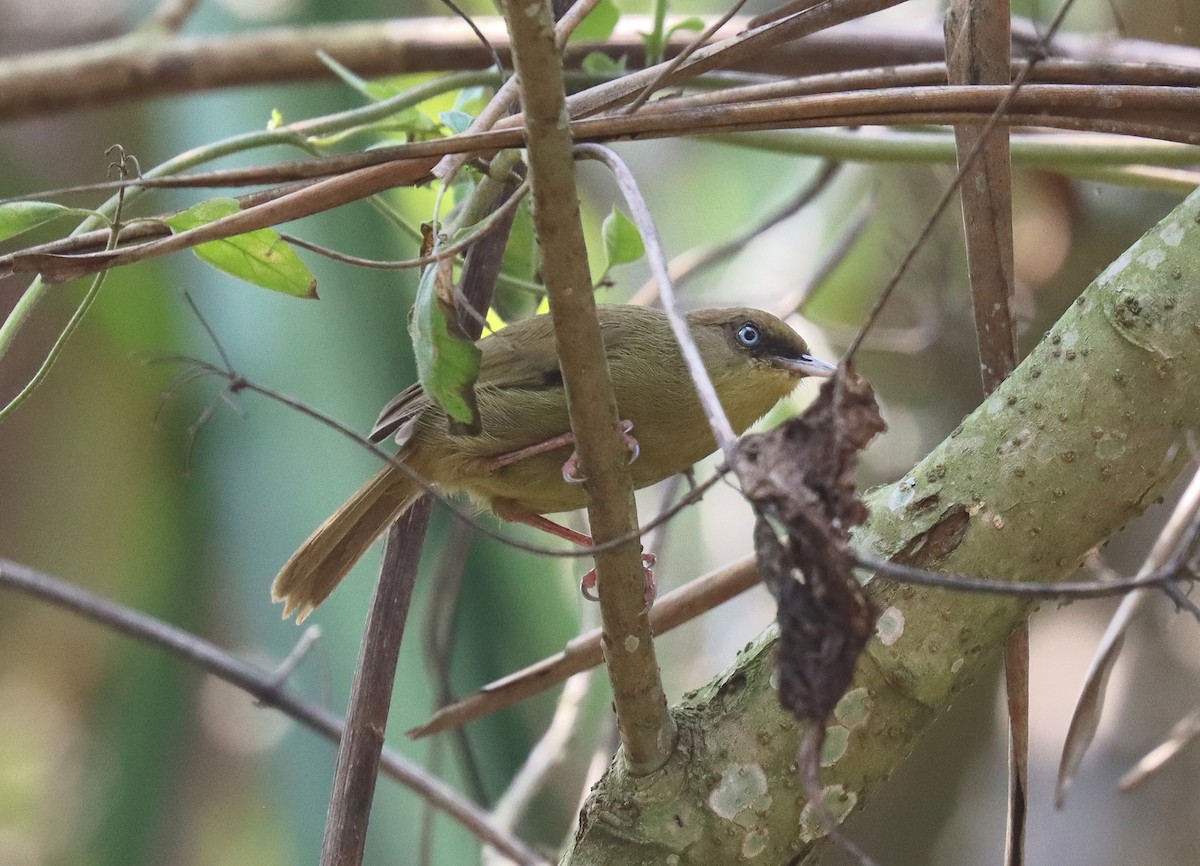 Pulitzer's Longbill - ML508082621