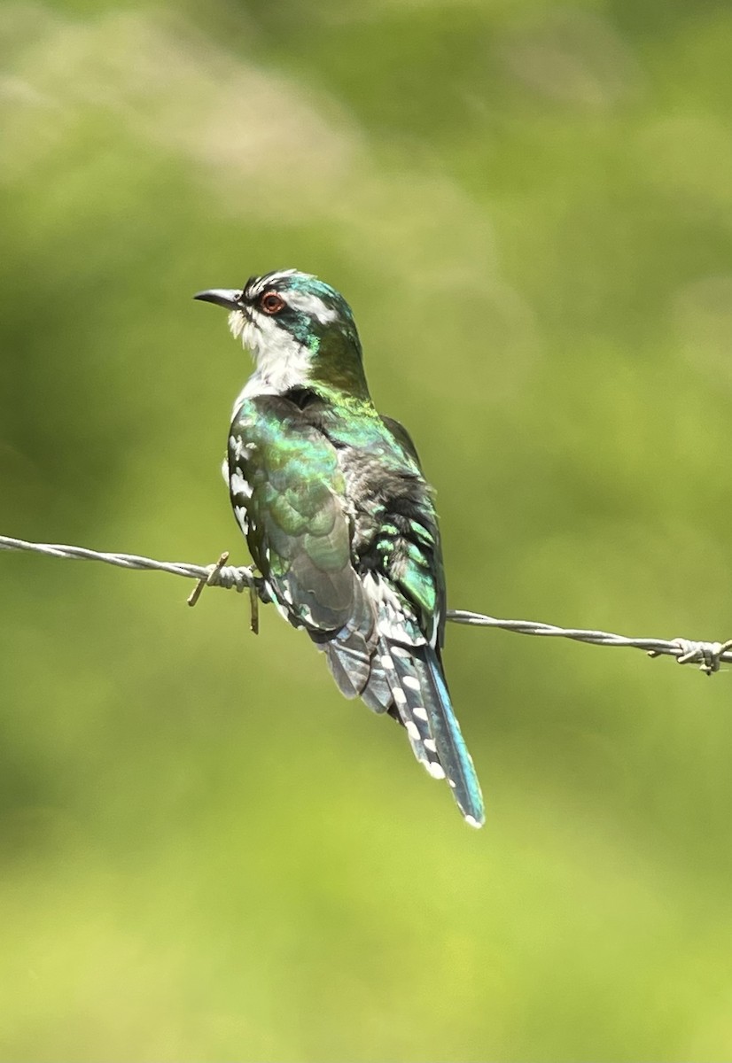 Dideric Cuckoo - ML508082691