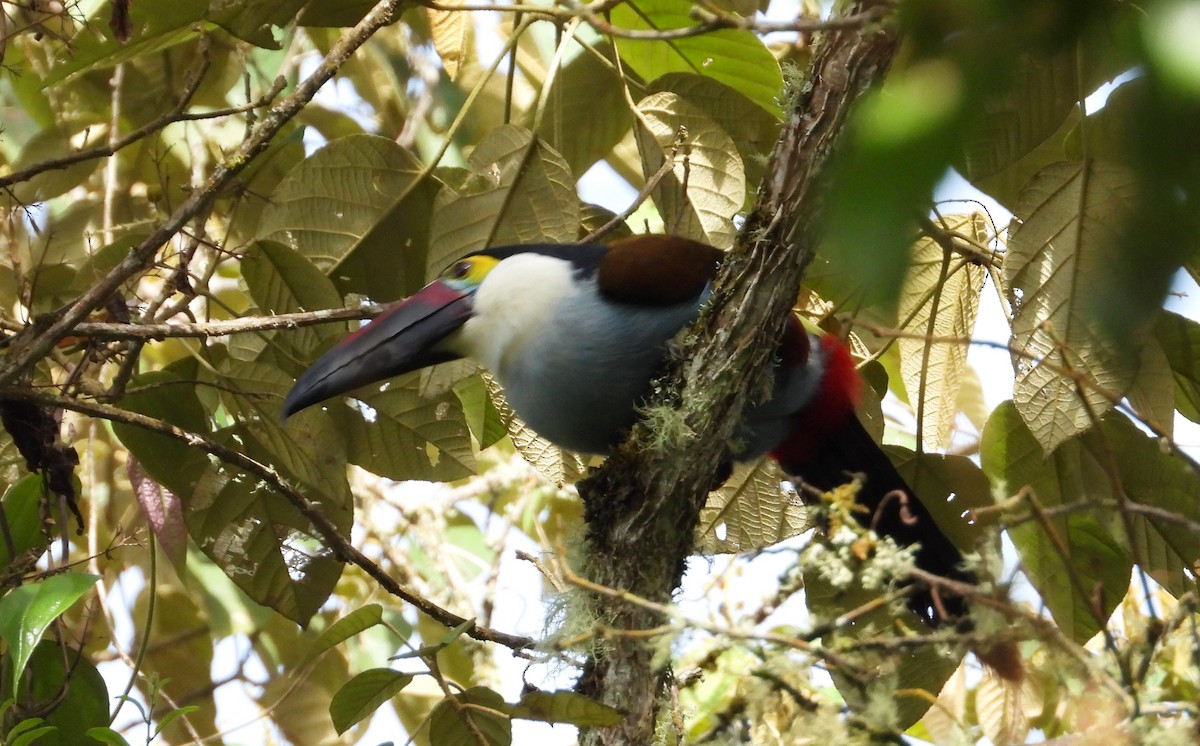 Black-billed Mountain-Toucan - Morten Winther Dahl