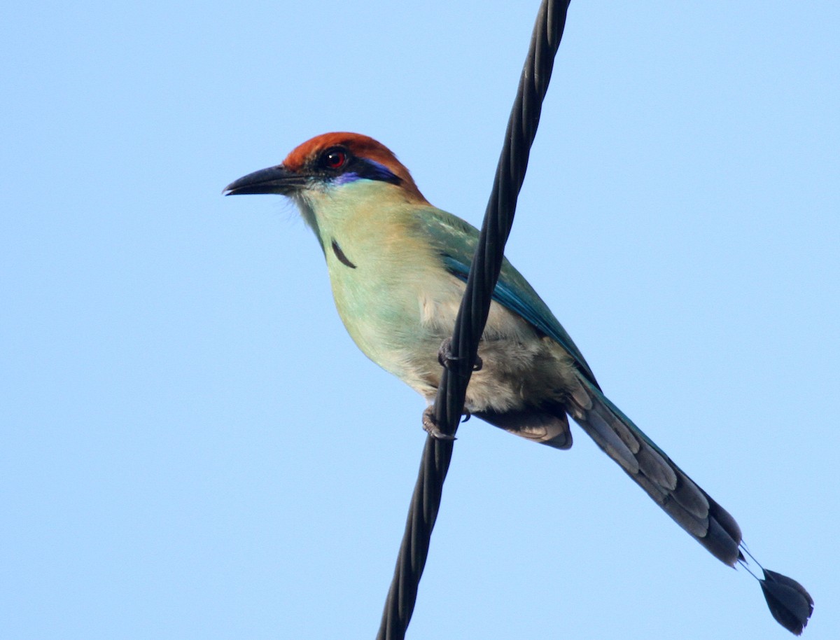 Russet-crowned Motmot - ML50808331