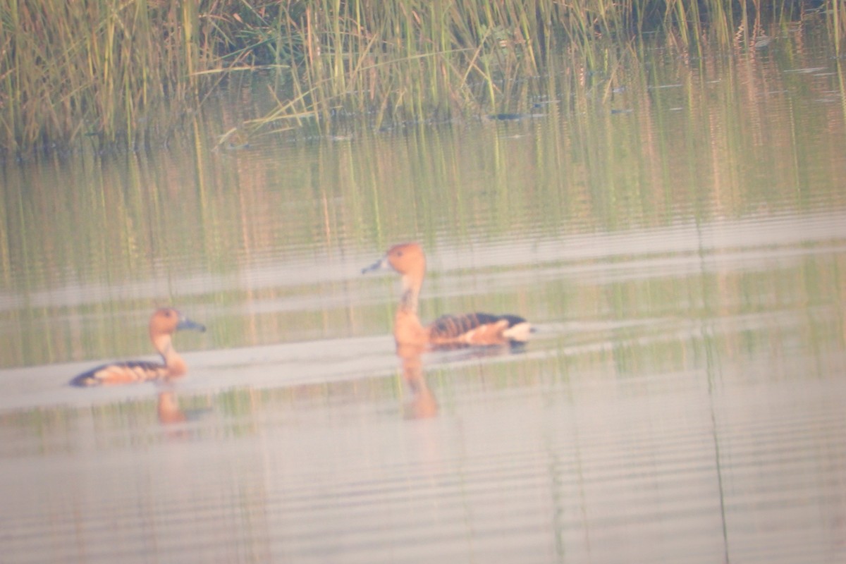 Fulvous Whistling-Duck - ML508084301