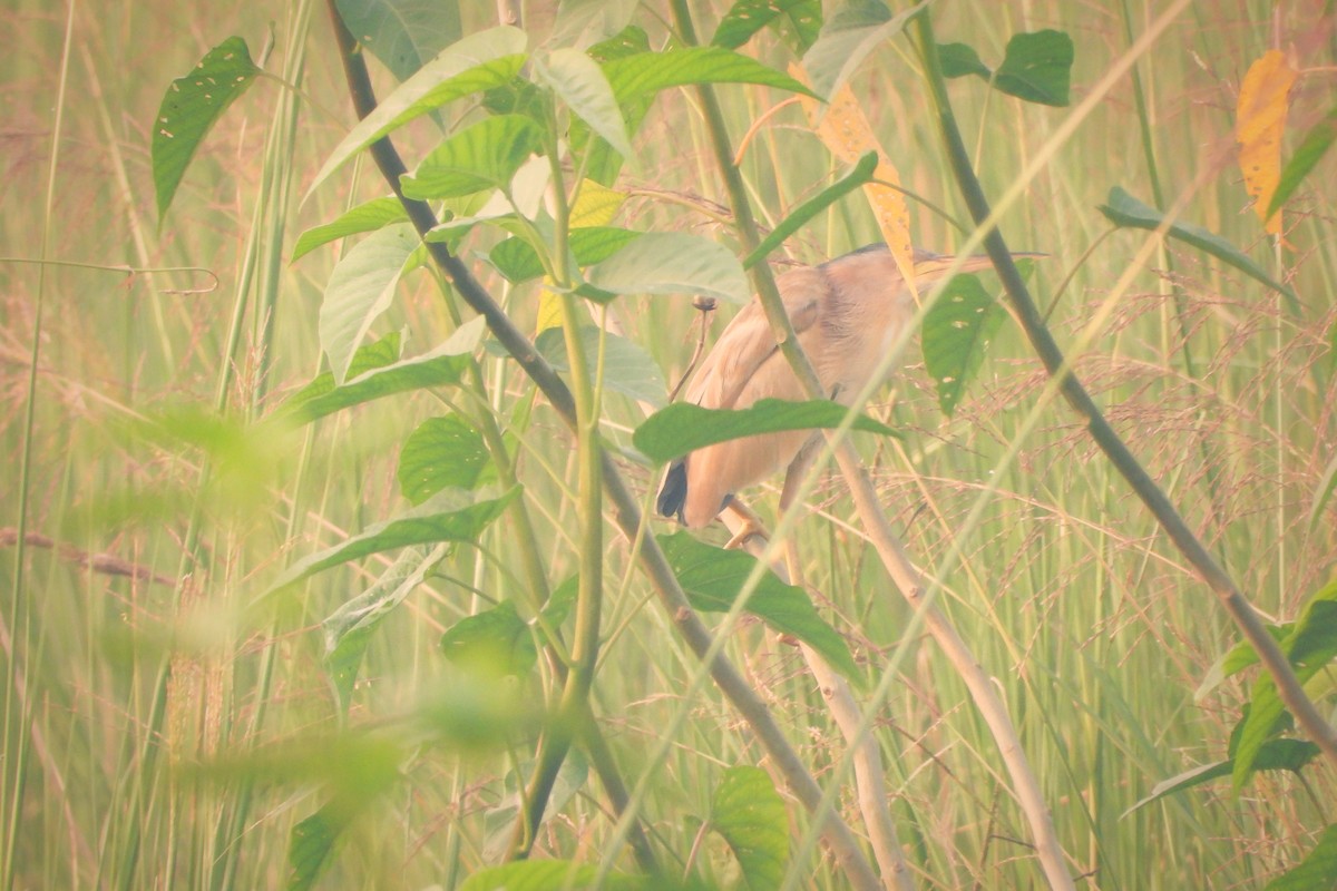 Yellow Bittern - ML508084321