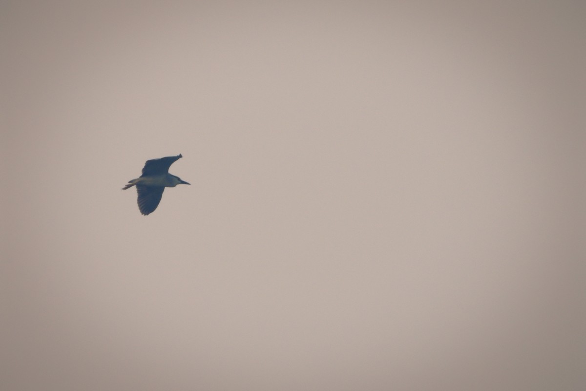 Black-crowned Night Heron - ML508084401