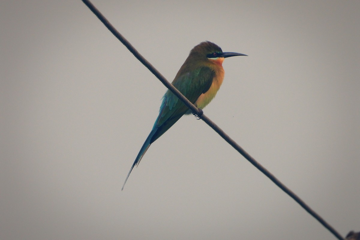 Blue-tailed Bee-eater - ML508084461