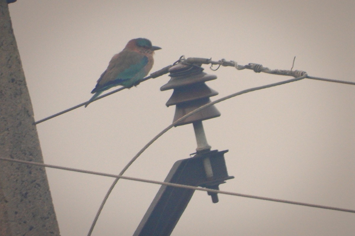 Indian Roller - ML508084491