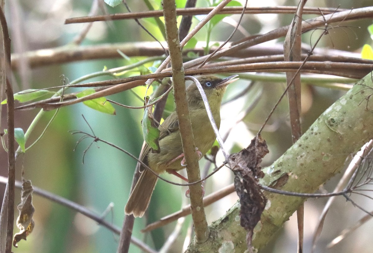 Pulitzer's Longbill - ML508085731