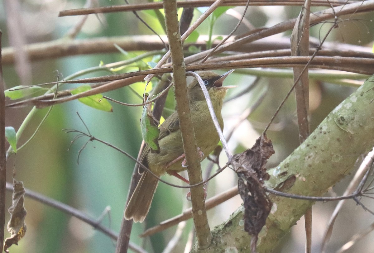 Pulitzer's Longbill - ML508086781