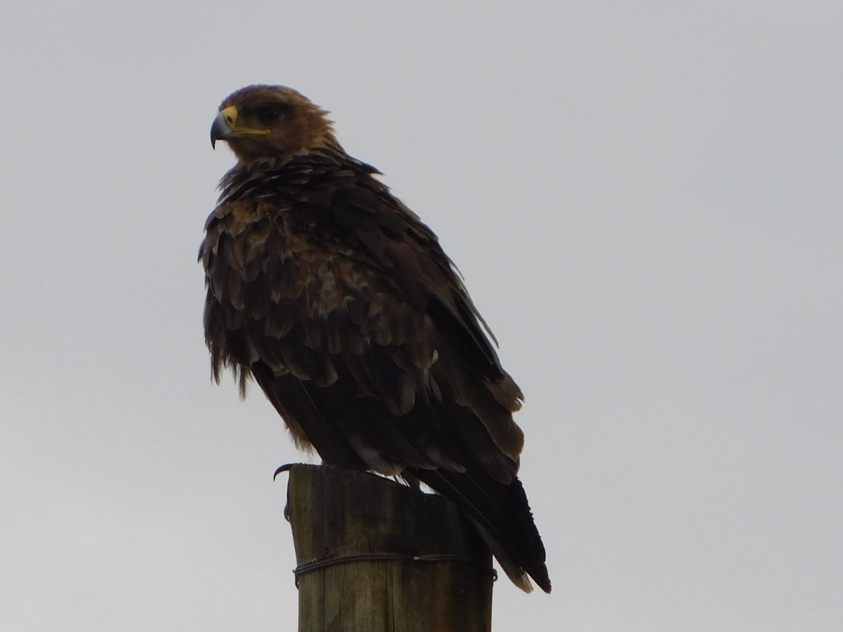 Brown Snake-Eagle - ML508086981