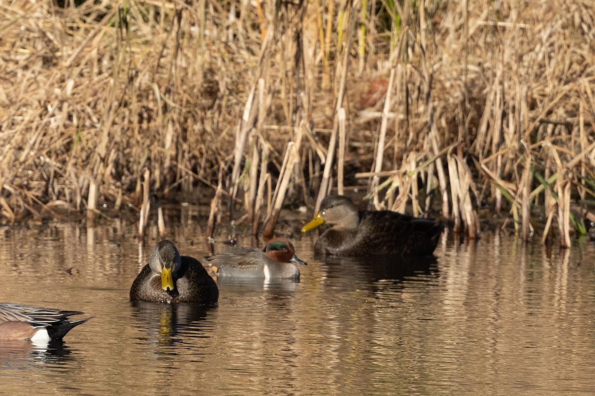 Green-winged Teal - ML508087261