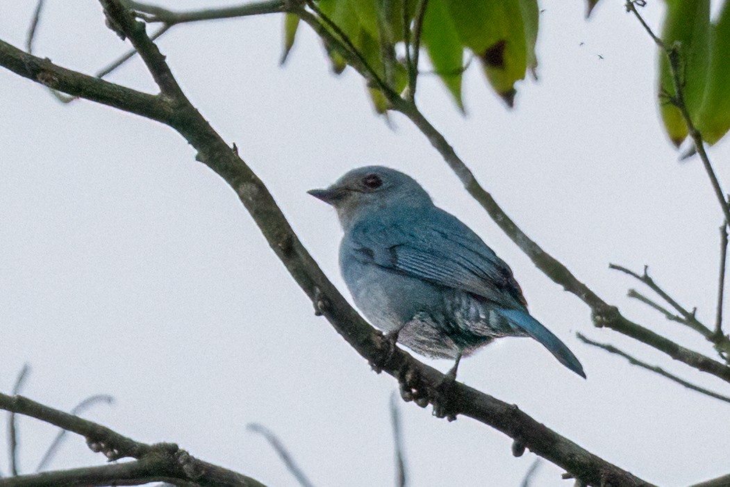 Verditer Flycatcher - Sandy Luk