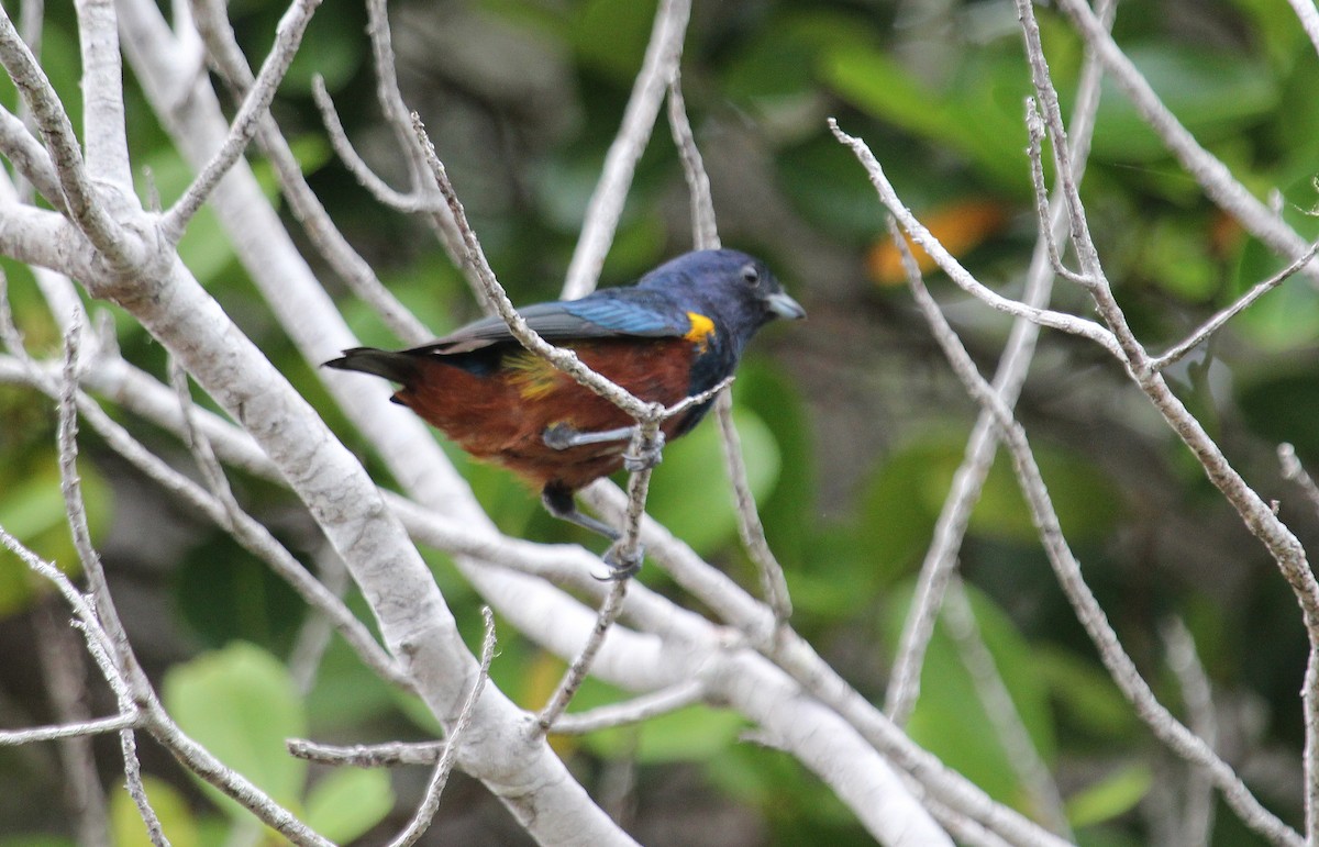 Chestnut-bellied Euphonia - ML50808781