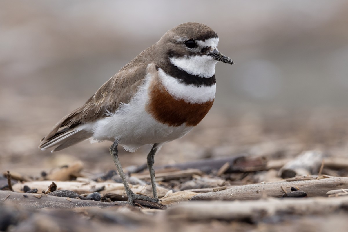 Double-banded Plover - ML508088041